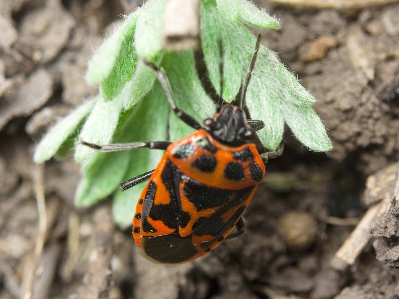 Eurydema (Eurydema) ornata (Linnaeus, 1758)